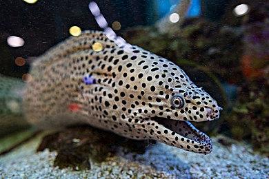 回合制角色扮演类肉鸽游戏《西格尔法勒》现已推出试玩Demo